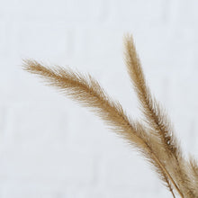 Laden Sie das Bild in den Galerie-Viewer, Trockenblumen Pflanze SALTUS 70 cm Natur Bund